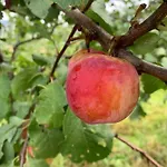 Rasberry In Beautiful Hardanger Ferienhaus Indre Alsaker