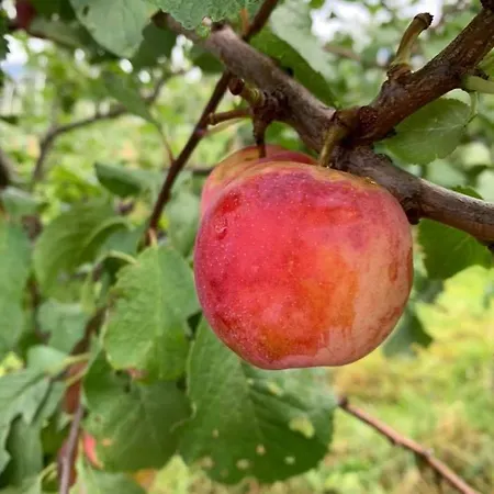 Rasberry In Beautiful Hardanger Ferienhaus Indre Alsaker