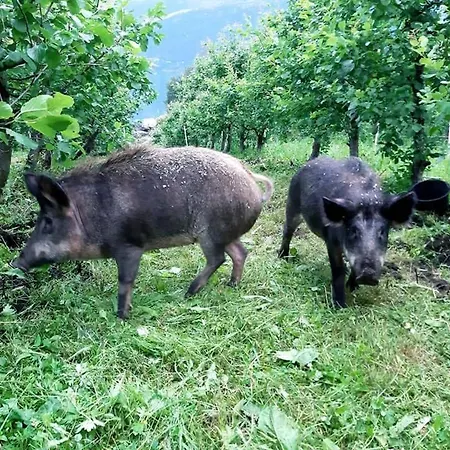 Rasberry In Beautiful Hardanger
